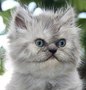 Аватара пользователя